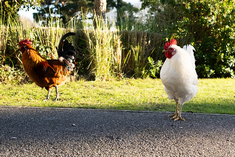 A chance to meet some residents