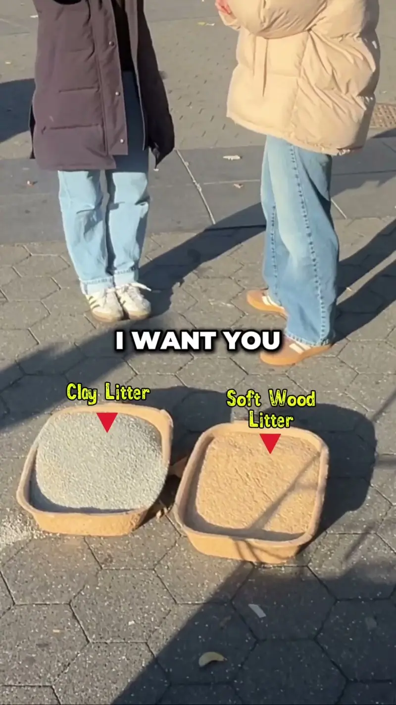 Catalyst Pet street interview