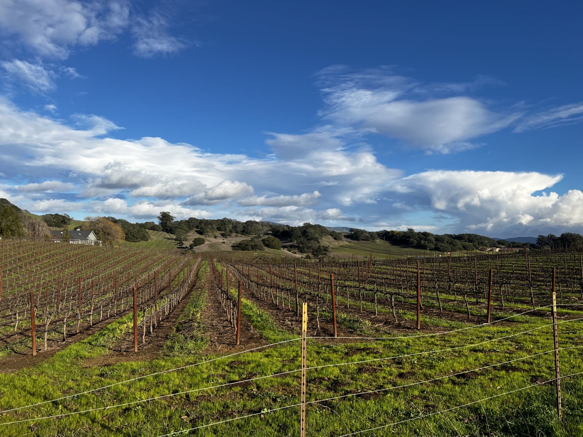 Vineyards in Napa Valley
