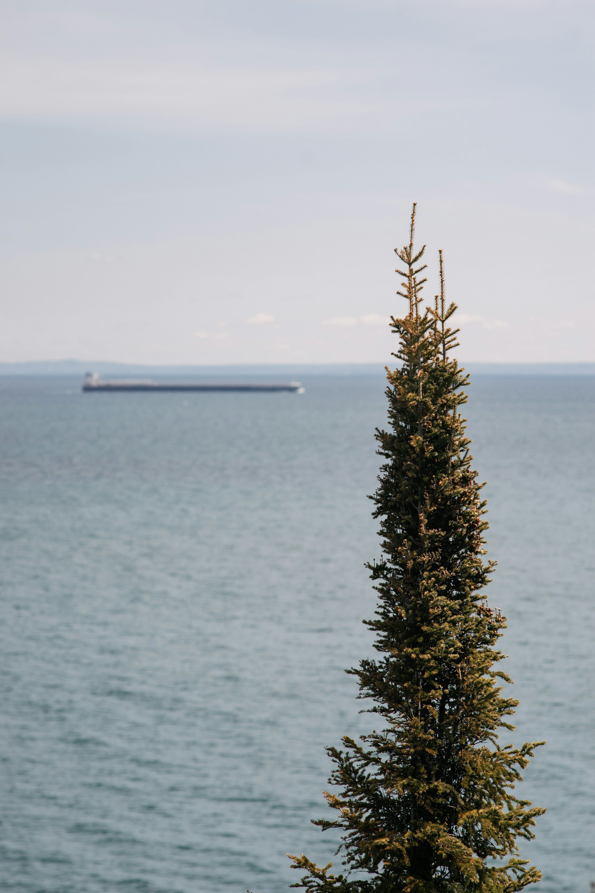 image of a dense forest