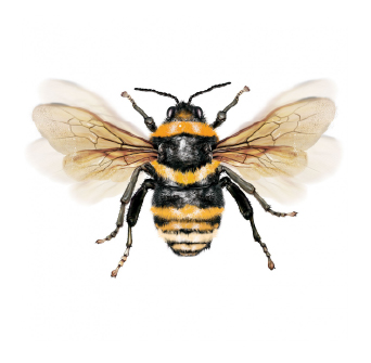 Close-up of a bee with black and yellow striped body and translucent wings on a white background.
