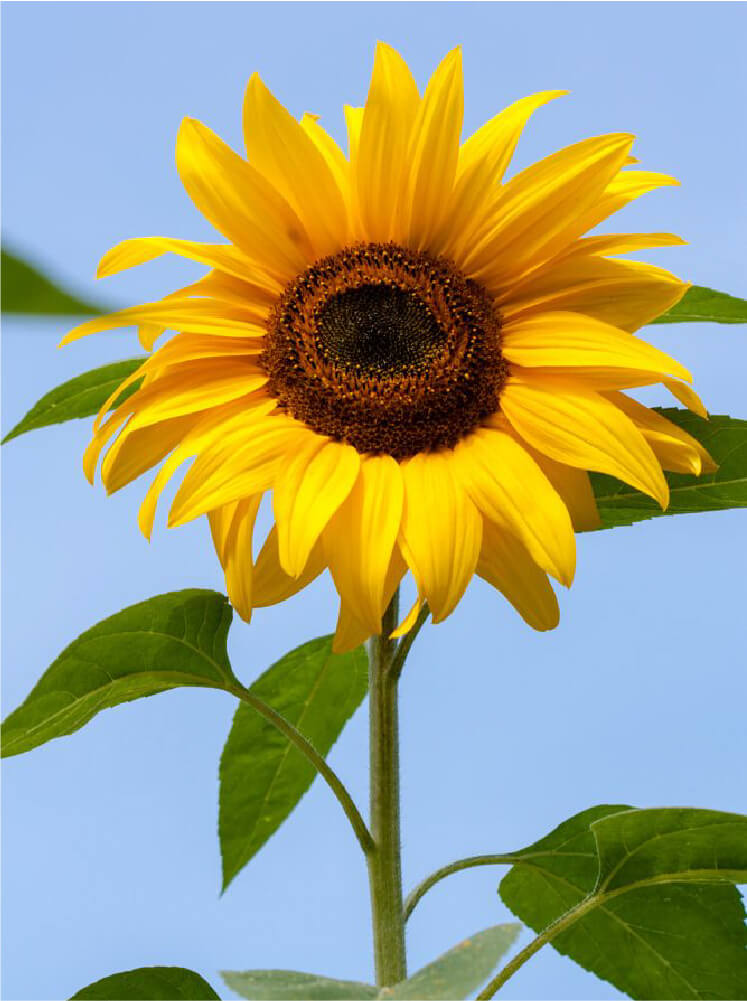 Bright yellow sunflower with green leaves against a clear blue sky.