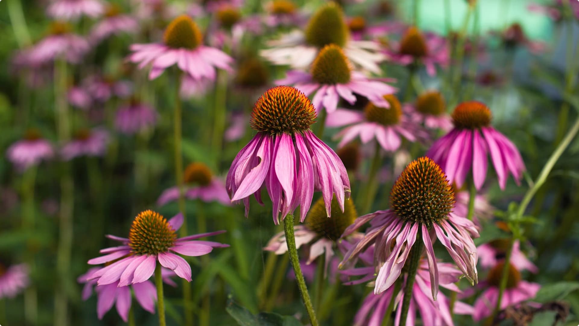 Cluster of purple coneflowers with orange-brown central cones in a green garden.