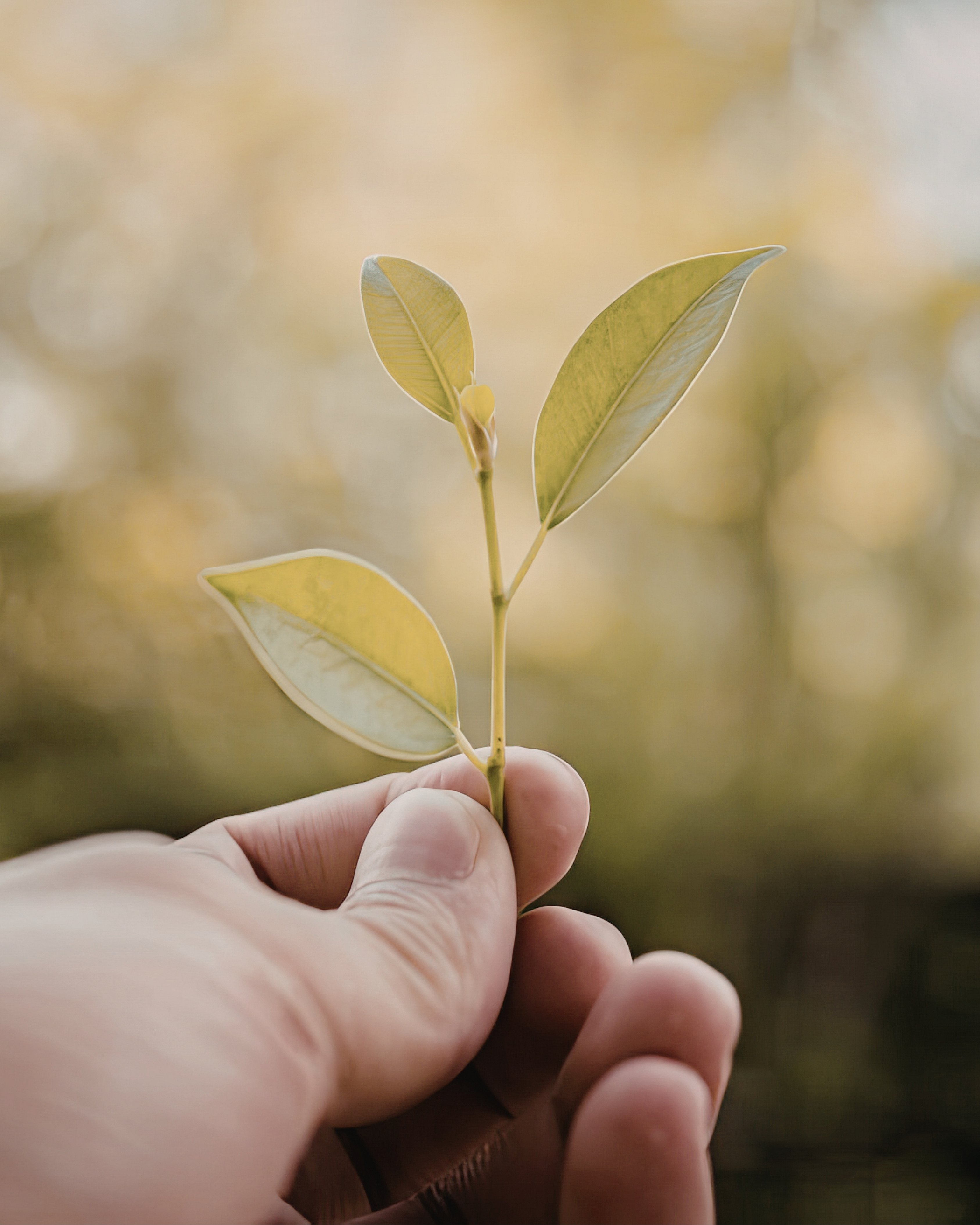 Hand holding a small green plant sprout with three leaves against a soft, blurred background.