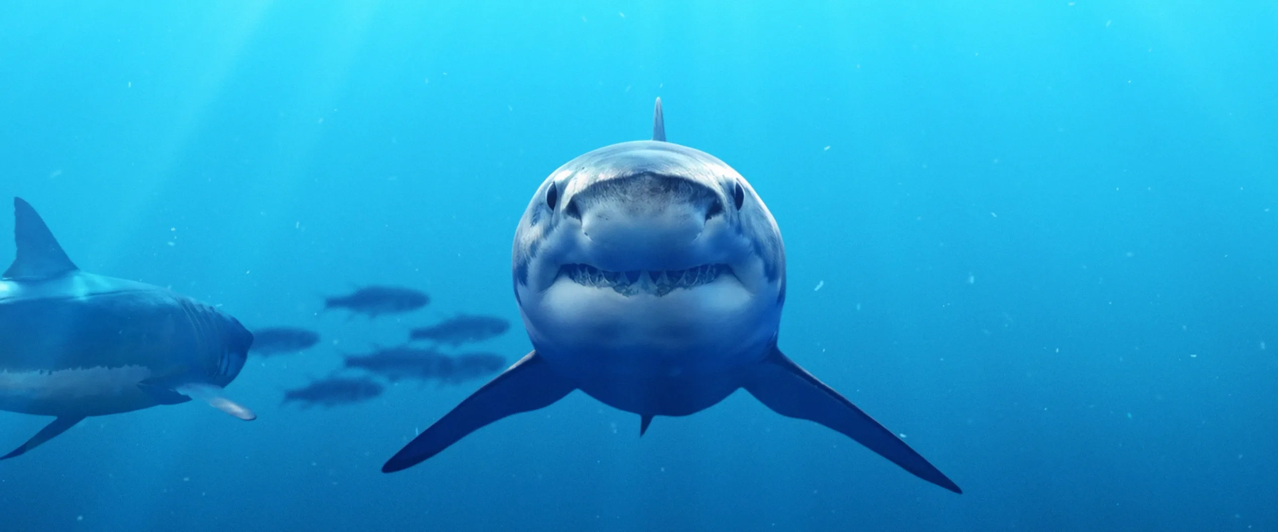 Aquarium - Requin