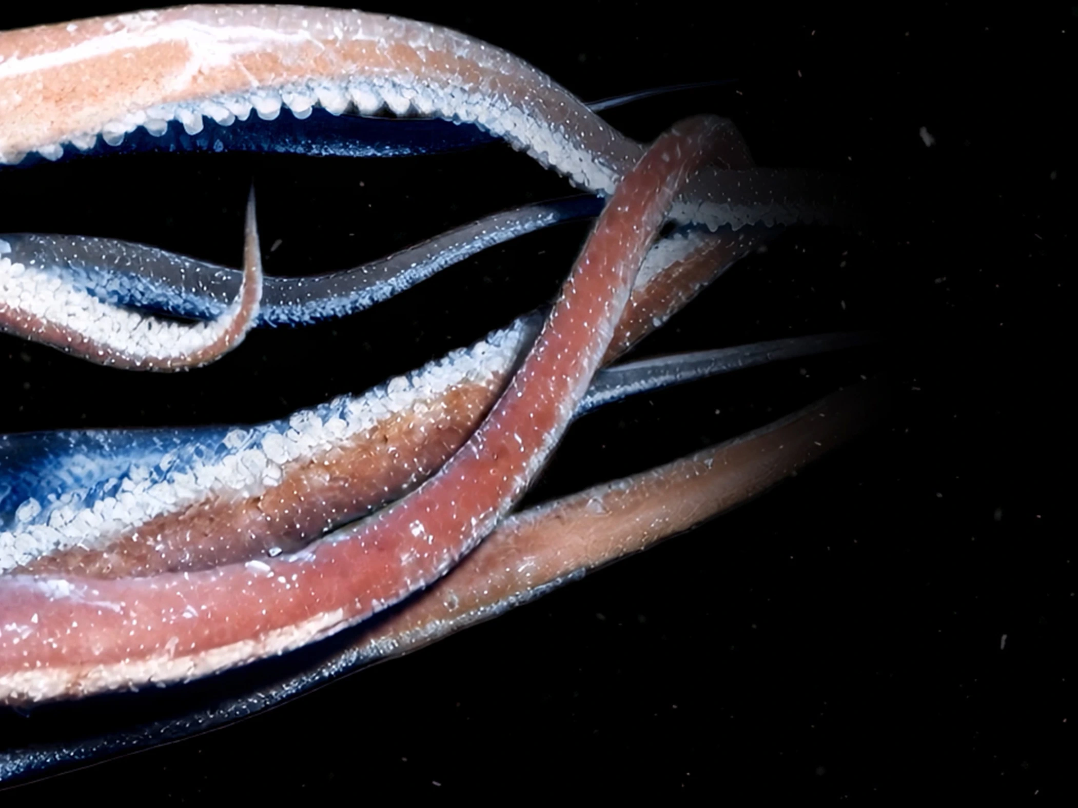 Aquarium - Tentacules 2
