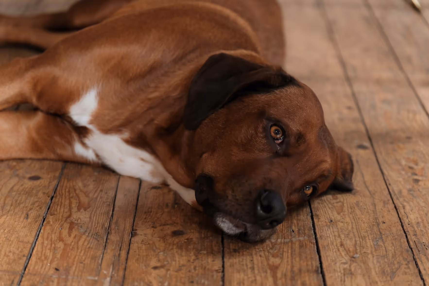 Brauner Hund liegt entspannt auf einem Holzboden.