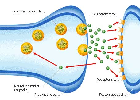 Neurotransmitters