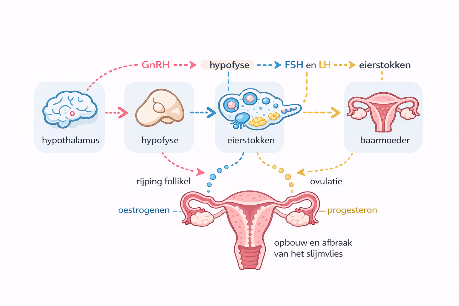 Schema van de hormonale as: hypothalamus geeft GnRH af, hypofyse FSH en LH, eierstokken produceren oestrogenen en progesteron die de baarmoeder beïnvloeden.