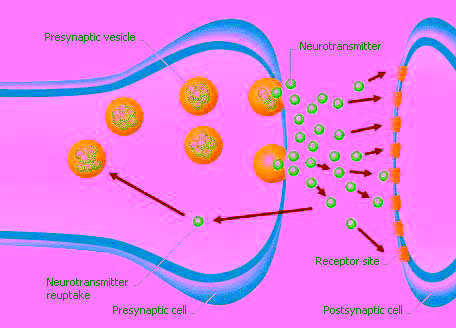 Schema van een synaps met neurotransmitters, receptoren en heropname, waarmee het werkingsmechanisme van antidepressiva wordt uitgelegd.