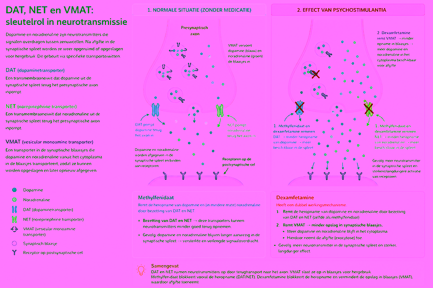 Schema van synaptische neurotransmissie met DAT, NET en VMAT en het effect van methylfenidaat en dexamfetamine op dopamine en noradrenaline
