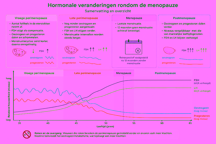 Infographic over hormonale veranderingen rondom de menopauze. De afbeelding laat zien dat in de vroege perimenopauze het aantal follikels afneemt, FSH stijgt en oestrogeen en progesteron gaan schommelen. In de late perimenopauze dalen oestrogeen en progesteron verder, terwijl FSH en LH stijgen en menstruaties steeds onregelmatiger worden. Na de menopauze blijven oestrogeen en progesteron laag en blijven FSH en LH verhoogd. Onderaan staat vermeld dat roken de perimenopauze kan vervroegen en klachten kan versterken.