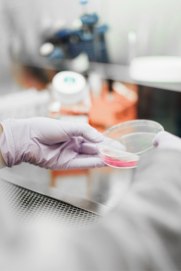 Laboratoriearbeider med lilla hansker som holder en petriskål med rød væske i et laboratorium.