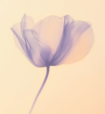 Inspira - AirDokan - Webflow Template Image