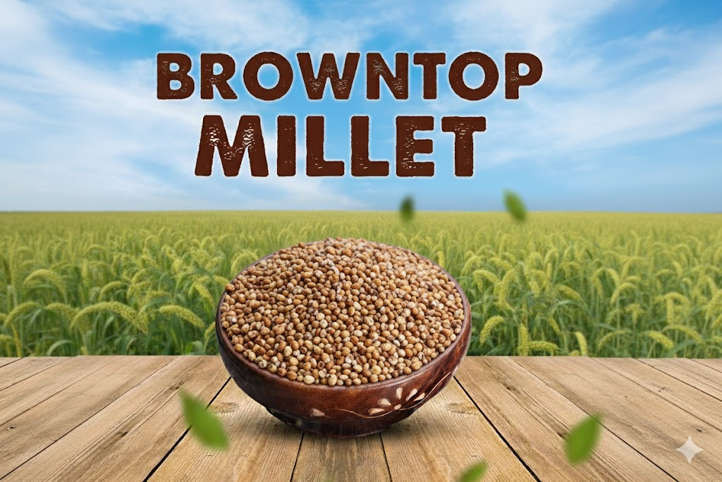ignoreGeneration#Browntop Millet