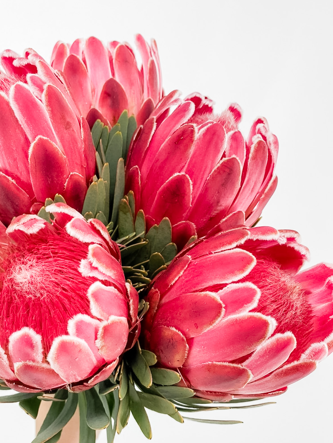 Proteas are bold, long-lasting flowers known for their striking shapes and iconic South African beauty.
