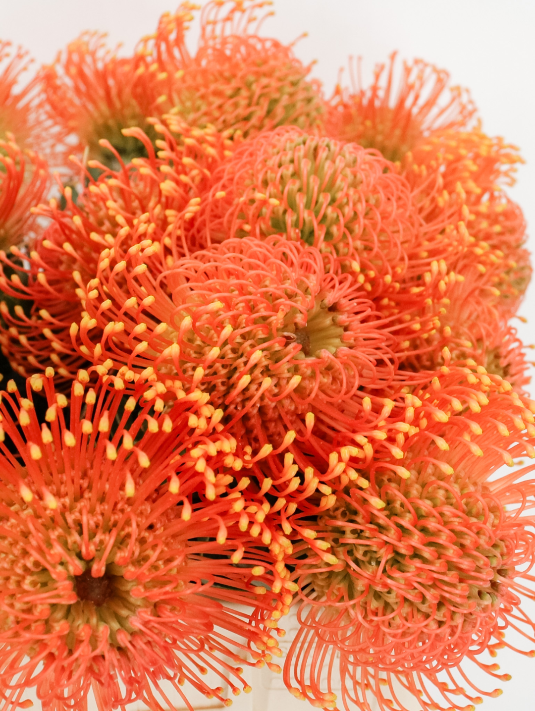 Also known as Pincushions, Leucospermums are vibrant, eye-catching flowers with a unique shape.