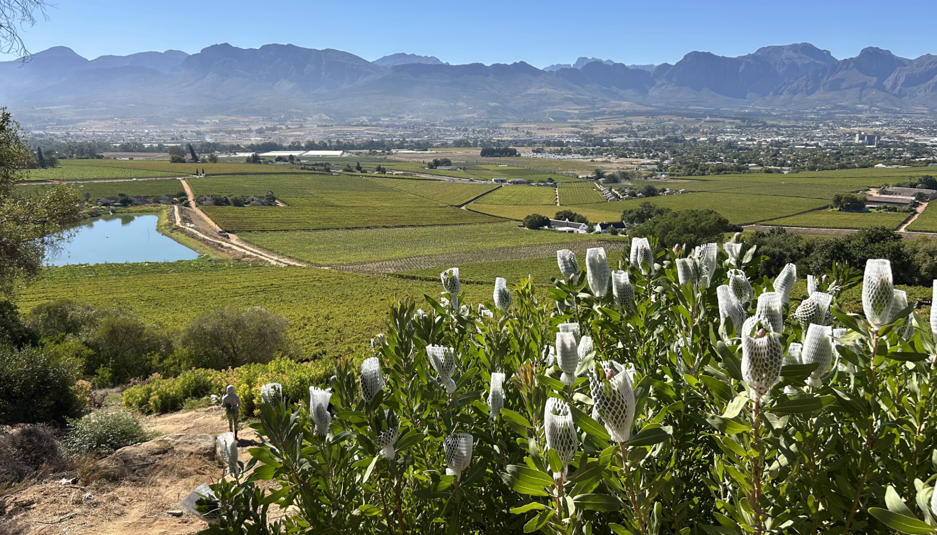Protea & Fynbos Farming in South Africa: Inside the Cut Flower Industry