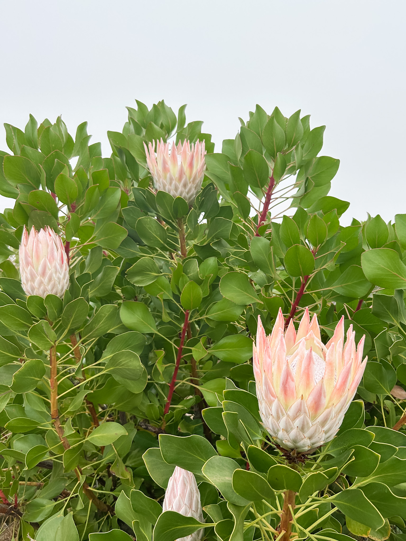 Protea Cynaroides