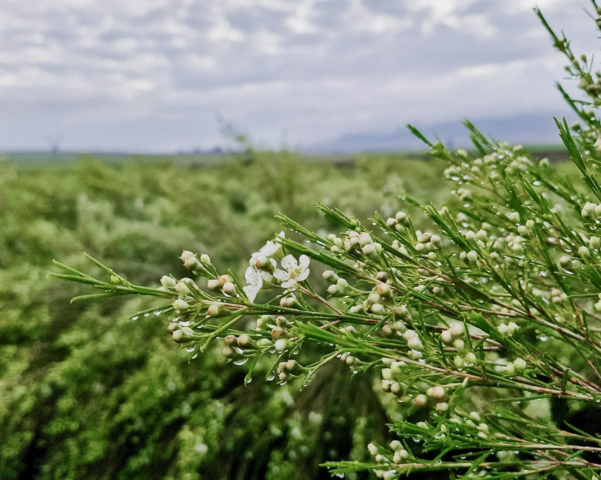 From Winter Fields to Global Markets: How Fynbos Moves Through the Cold Season