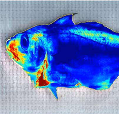 Thermal image of a fish showing heat variation with bright yellow and red areas near the head and deep blue on the body.