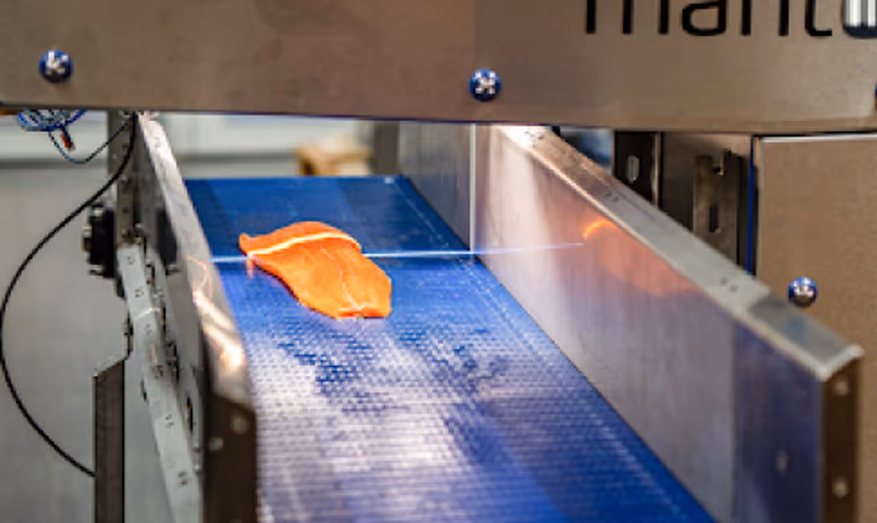 Raw salmon fillet on a blue conveyor belt in a food processing machine.