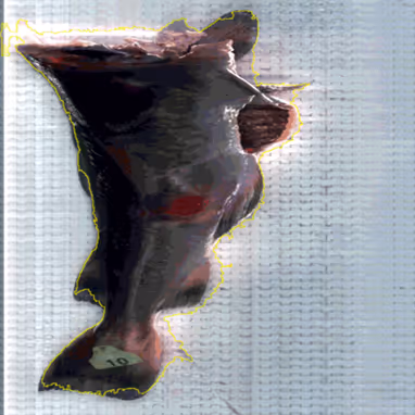 Dark brown leaf-shaped object with red spots placed on a textured white surface.