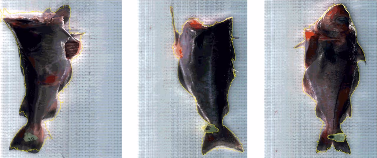 Three different preserved fish specimens displayed side by side on a textured surface.