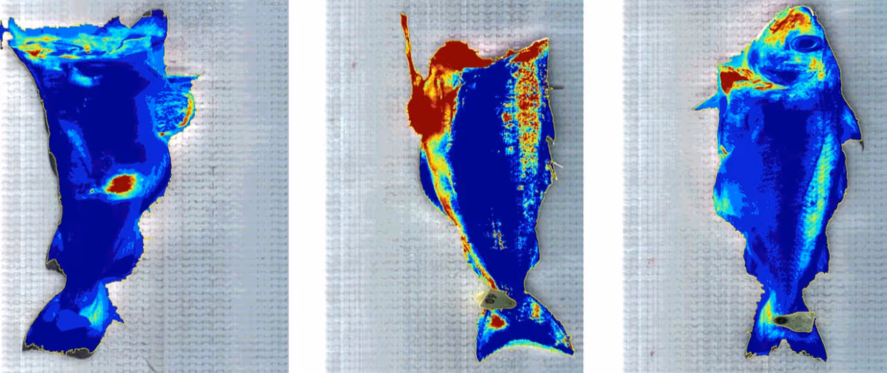 Three fish fillets displayed side by side, shown in a thermal or heat map style image with colors ranging from blue to red.