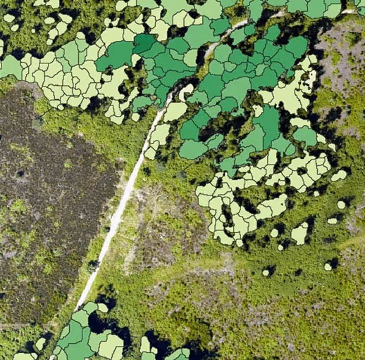 Aerial view of green forest area with a white dirt road cutting through, overlaid with irregular polygonal shapes in various shades of green.