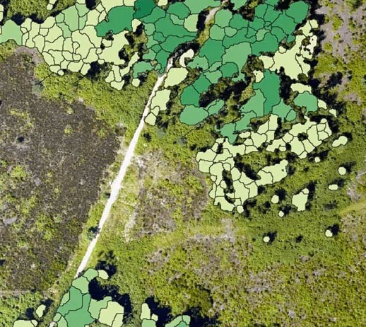 Aerial view of a green landscape with a light-colored dirt road running diagonally, overlaid with various shades of green polygon shapes marking different land sections.