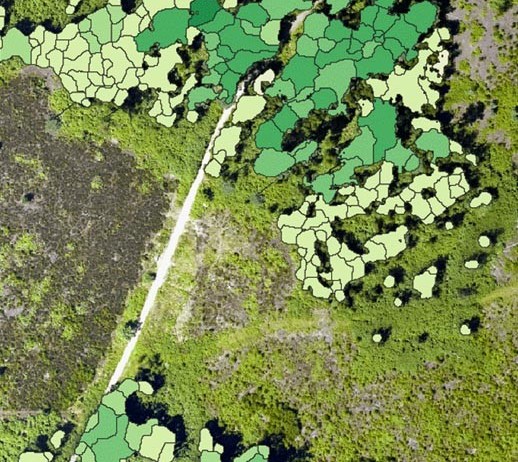 Aerial view of a green landscape with a light-colored dirt road running diagonally, overlaid with various shades of green polygon shapes marking different land sections.