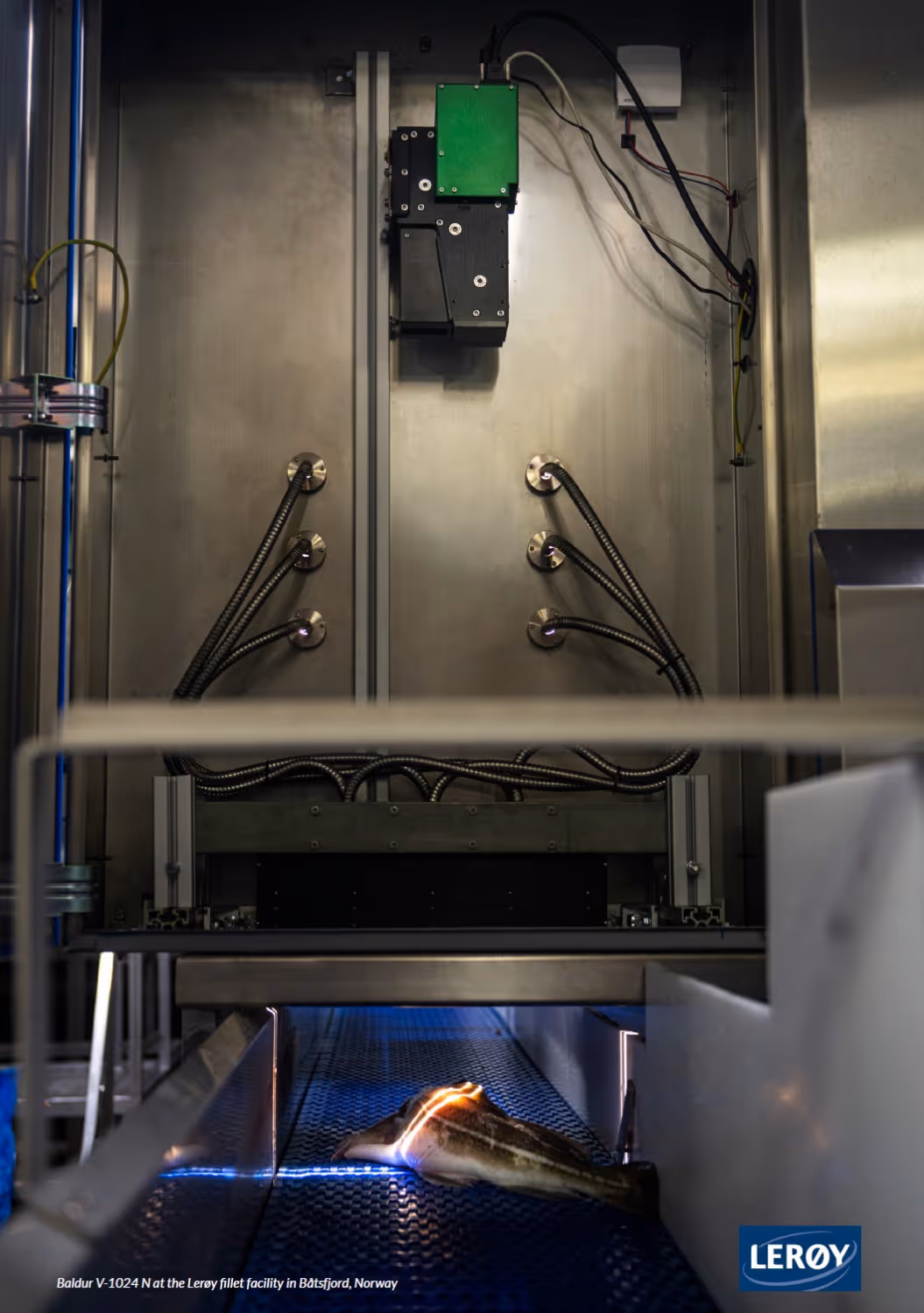 Fish moving on a conveyor belt inside an industrial fillet processing machine at Leroy fillet facility.