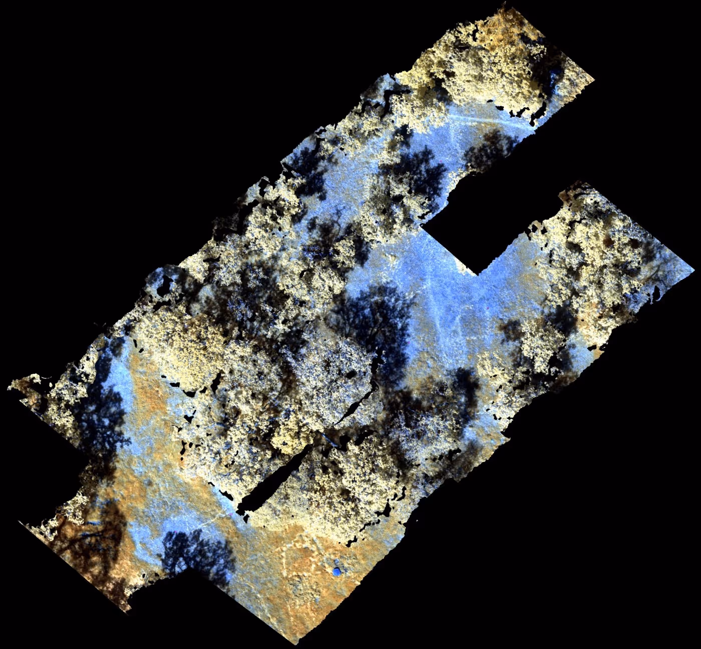 Aerial view of forest canopy showing trees casting shadows over light green and blue colored foliage.