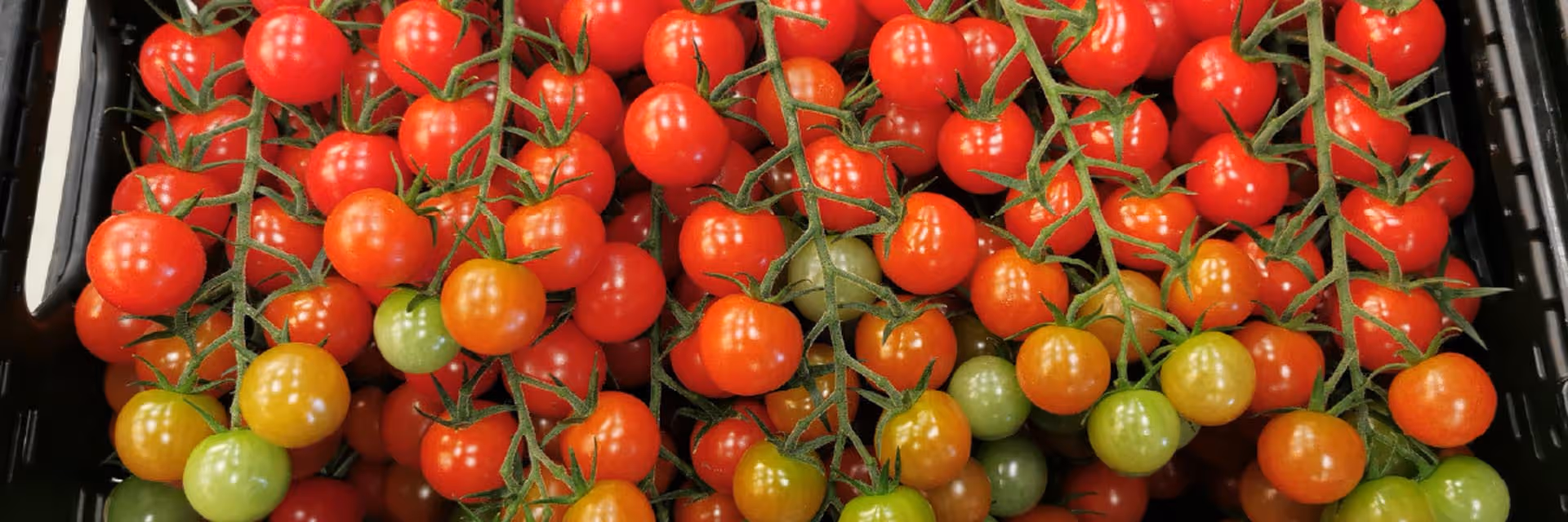 Clusters of cherry tomatoes on green stems in various ripening stages from green to red.