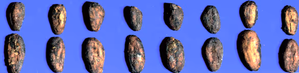 Close-up of a row of fourteen cocoa beans arranged on a blue background.