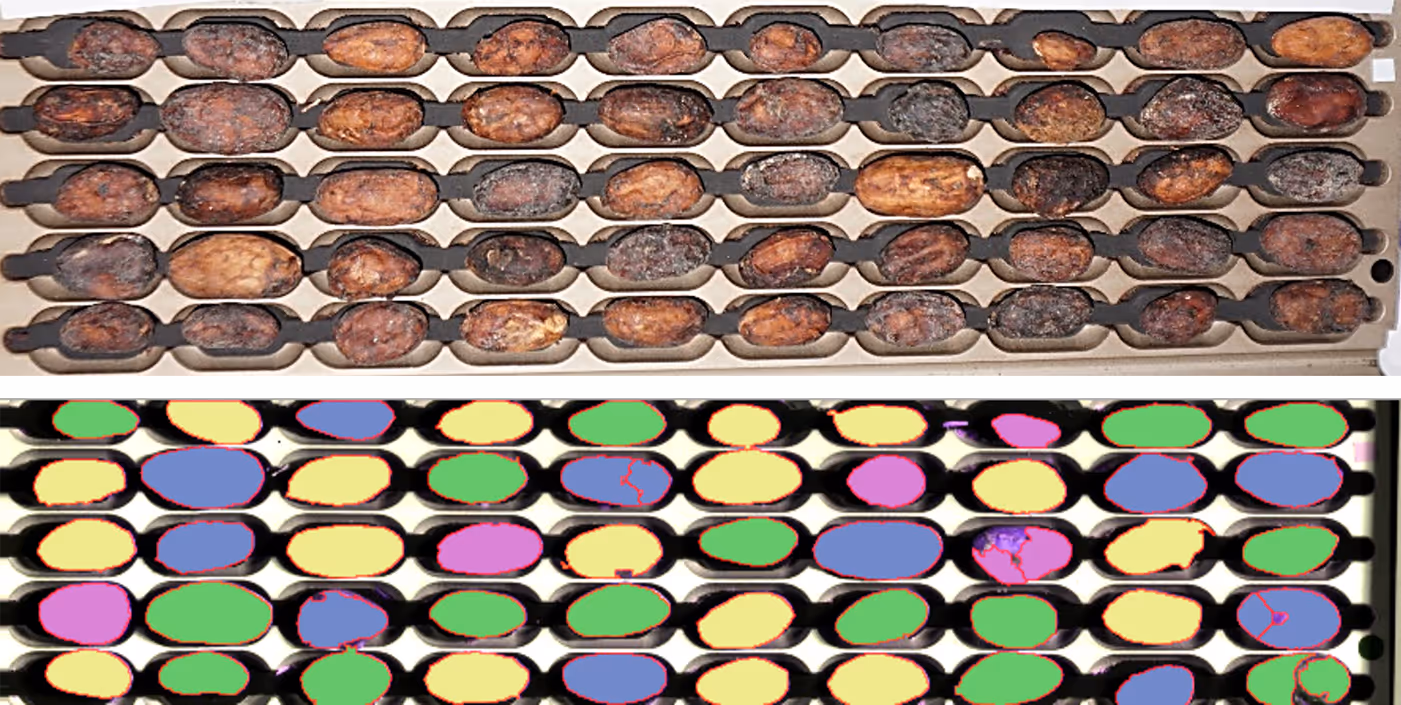 Top view of a tray containing rows of cocoa beans, with an overlay of colorful segmented outlines on the bottom half.