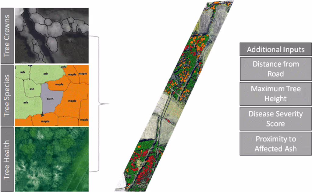 Infographic showing analysis of tree crowns, tree species, and tree health alongside a map with colored markers; includes additional inputs for distance from road, maximum tree height, disease severity score, and proximity to affected ash trees.