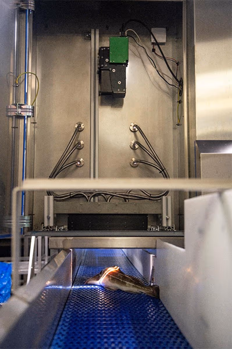 Fish lying on a blue conveyor belt inside industrial metal machinery with cables and a green control box above.