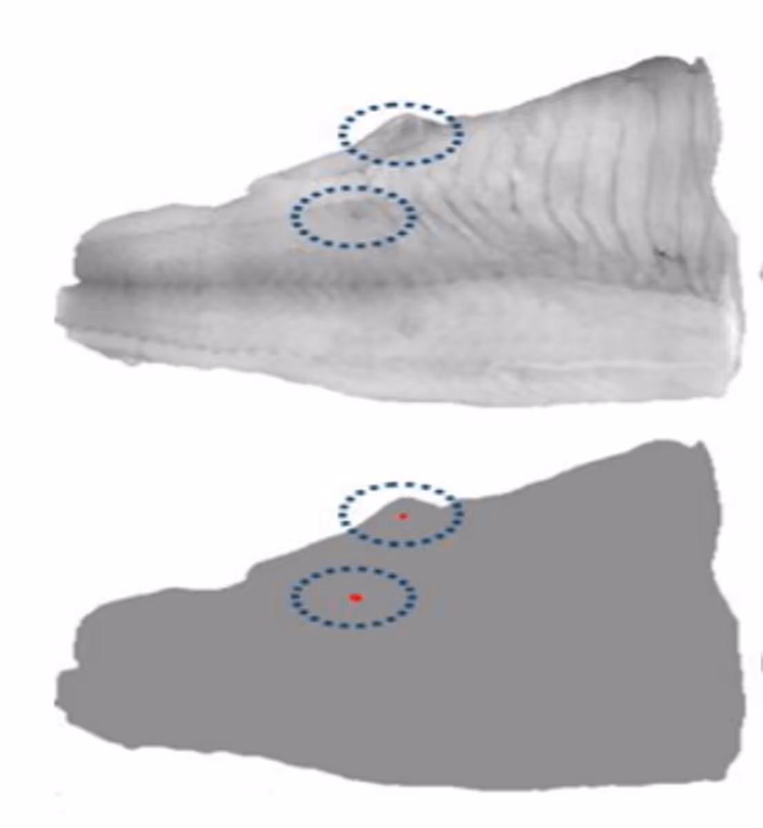 Comparison of two side views of a nematode, with two circled areas on each showing specific features.