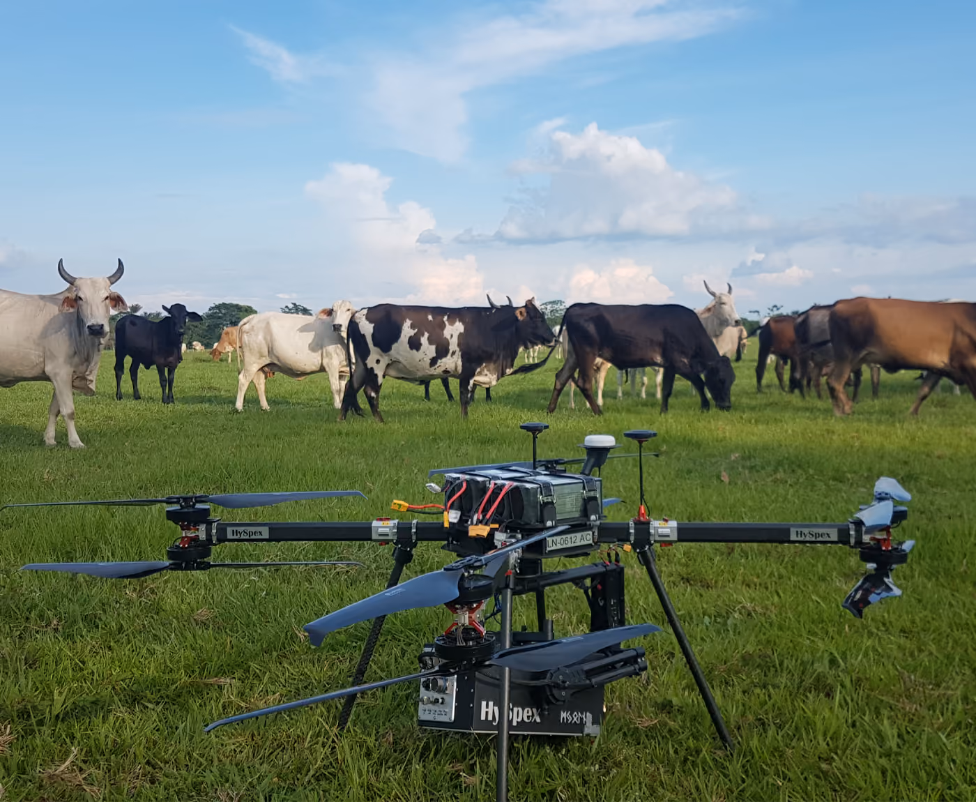 A UAV drone standing on a green field in front of a herd of cows grazing in the background