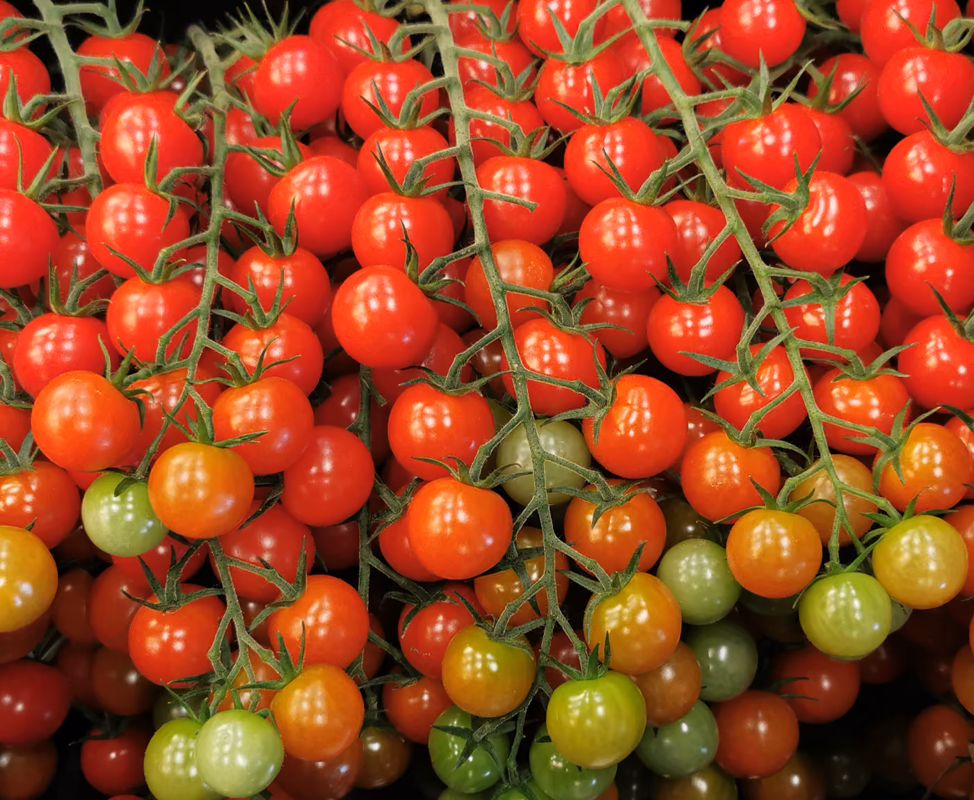 Tresses full with ripe red tomatoes and a few green tomatoes