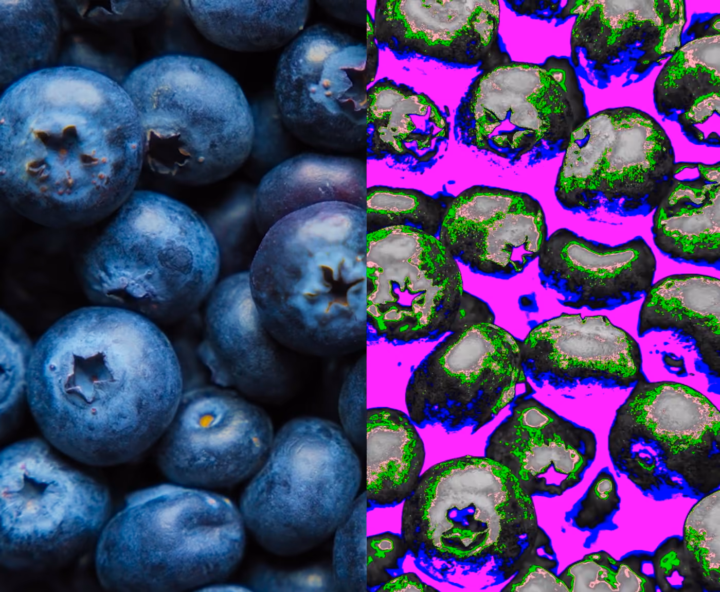An image split in twain, showing regular blueberries on the left side and collected hyperspectral data from blueberries on the right side