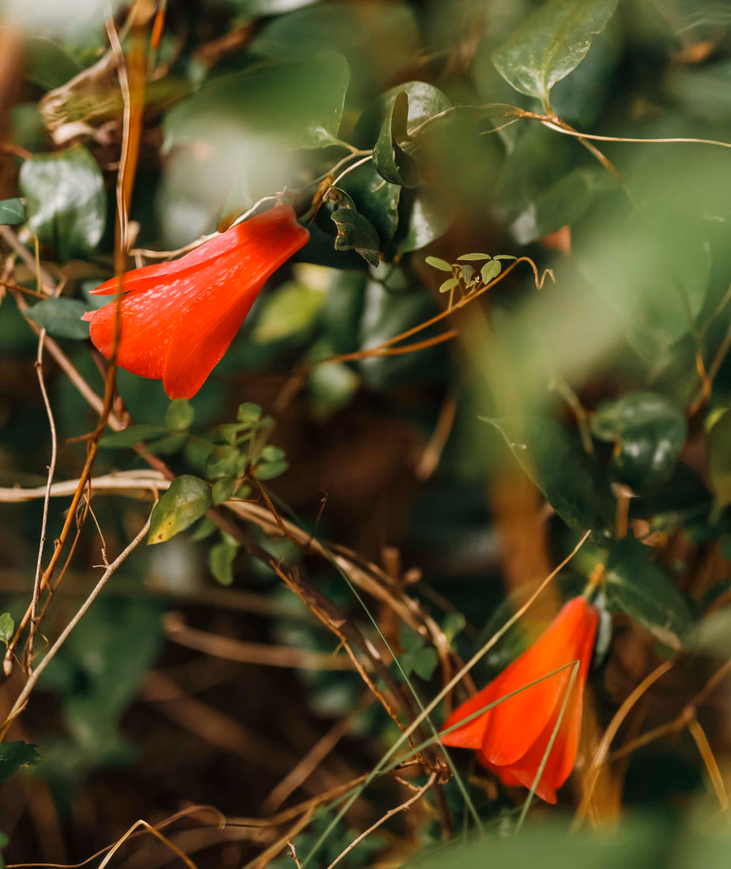 Copihues nativos inmersos en el jardín botánico del parque. 