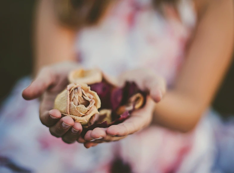 Close-up of hands gently holding dried, wilted rose petals.