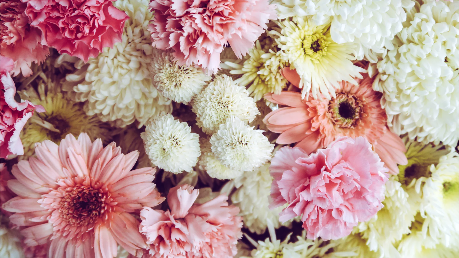A vibrant mix of pink carnations, pale pink gerberas, and white chrysanthemums. The floral arrangement conveys a soft, cheerful, and romantic feel.