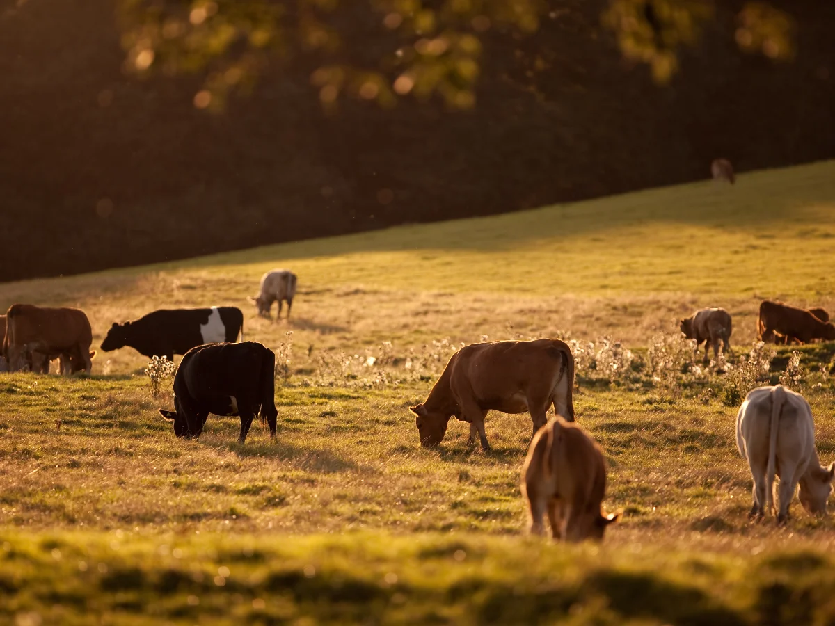 Cows graze peacefully on a sunlit meadow, surrounded by lush, green grass. The warm glow of the setting sun casts a serene, golden hue across the scene.