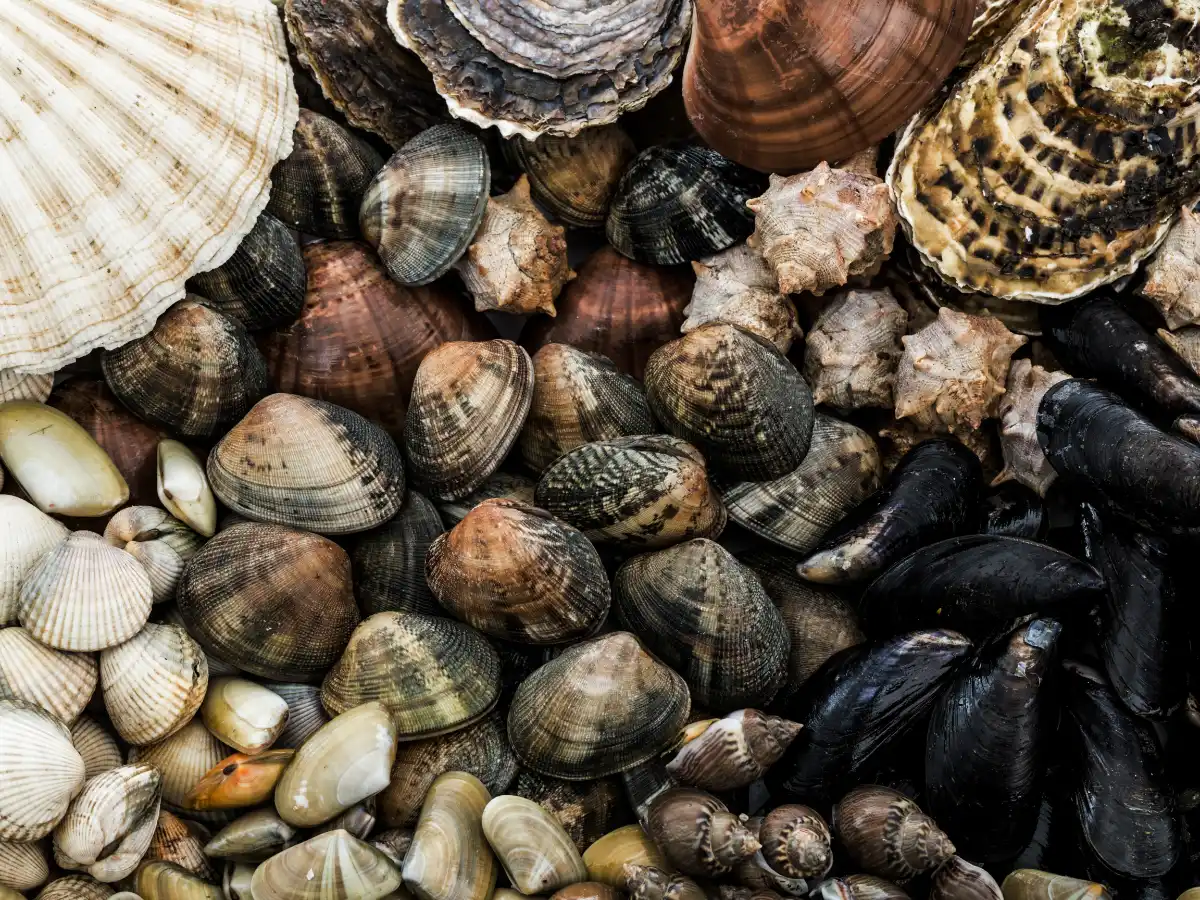 A collection of diverse seashells and mollusks, featuring a variety of colors and textures. Includes clams, mussels, and scallops arranged closely together.