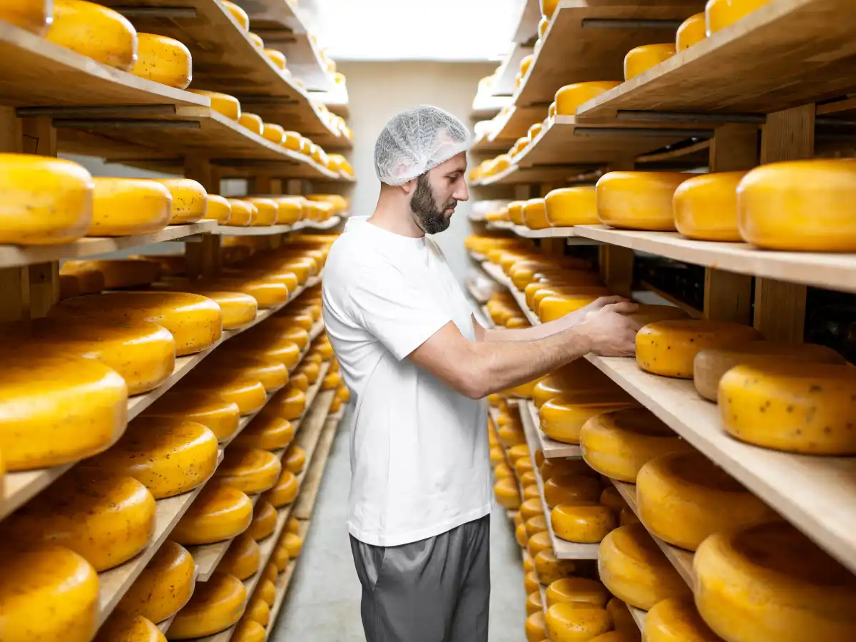 A person examines wheels of cheese on wooden shelves in a cheese aging room, wearing a hairnet and white attire, conveying focus and precision.