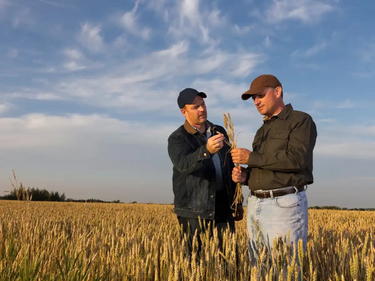 Two men in caps stand in a golden wheat field under a blue sky with wispy clouds, examining stalks of wheat. Field conveys a sense of calm focus.